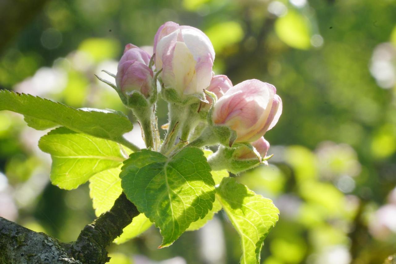 Schwarzau am Steinfelde Flora Auf Gut Guntrams酒店 外观 照片